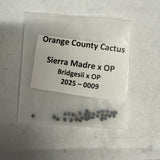 Orange County Cactus - 0009 - Sierra Madre x OP - Bridgesii x op