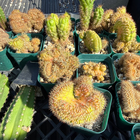 Orange County Cactus - 0015 - Whiting TPM x OP (second fruit)