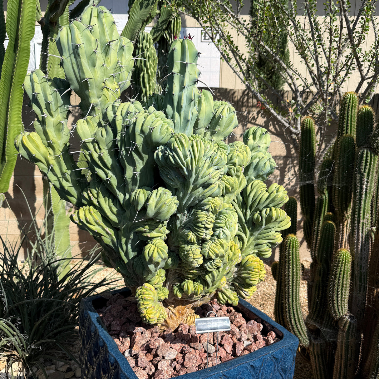 Myrtillocactus Geometrizans Monstros