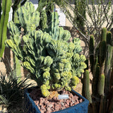 Myrtillocactus Geometrizans Monstros