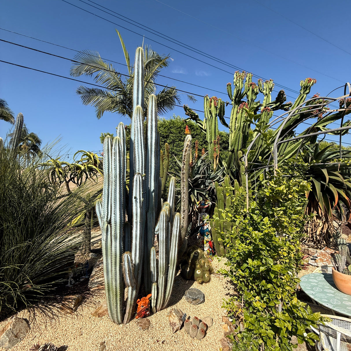 Pilosocereus Pachycladus - Blue Torch Cactus