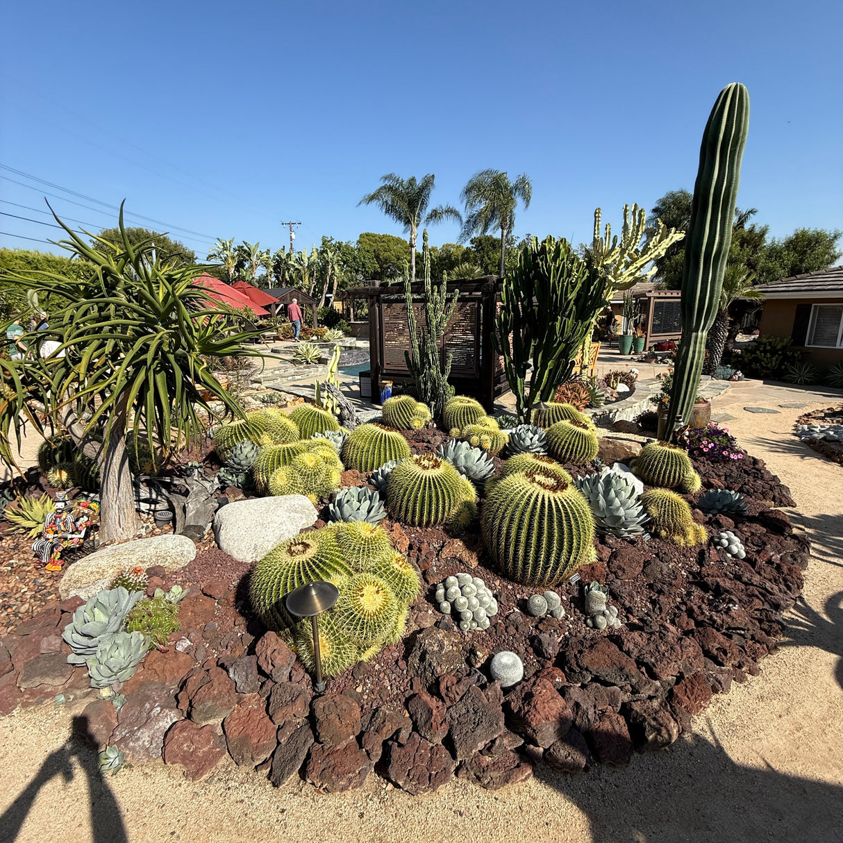 Barrel Cactus (Echinocactus Grusonii)