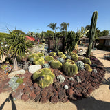 Barrel Cactus (Echinocactus Grusonii)