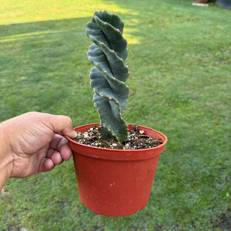 Cereus forbesii 'Spiralis' - Spiral Cactus