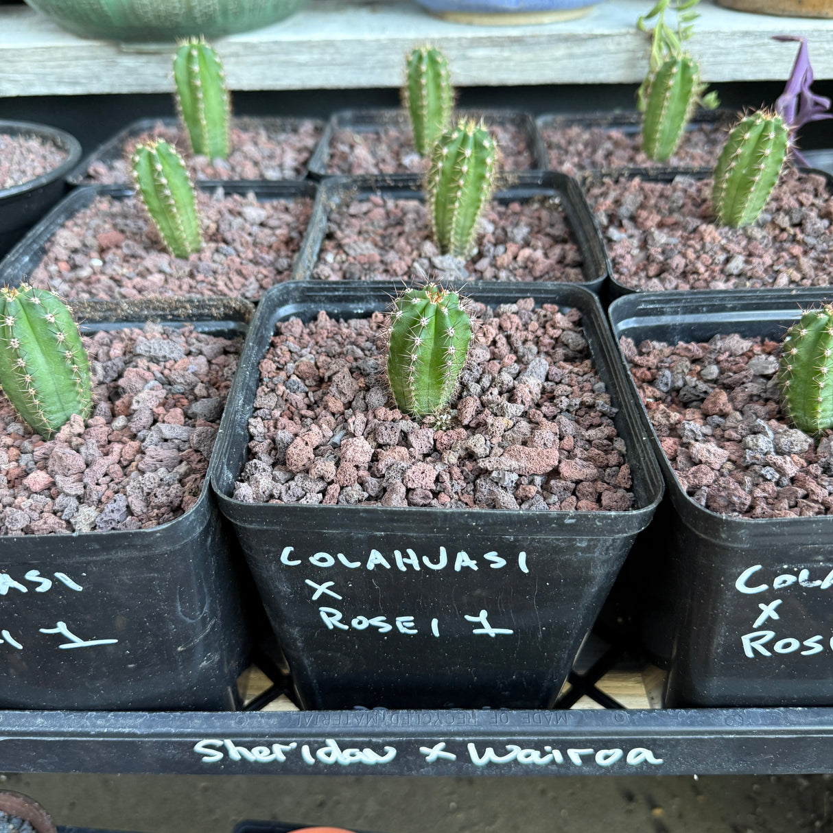 Columnar Cactus Hybrid - (Colahuasi x Rosei 1)