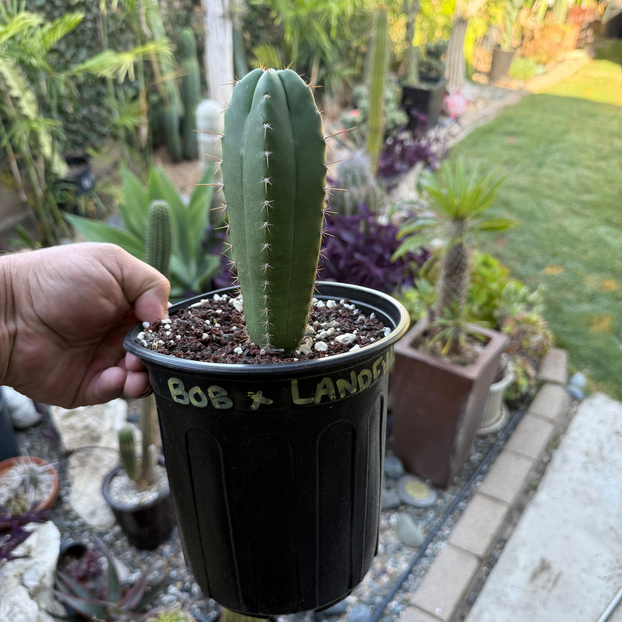 Columnar Cactus Hybrid - (Bob x Landfill)