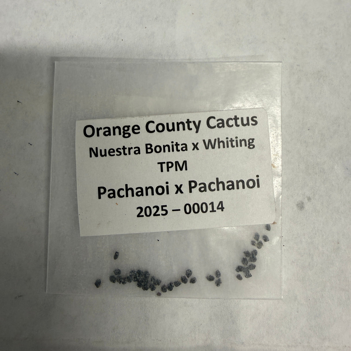 Orange County Cactus - 0014 - Nuestra Bonita x Whiting TPM