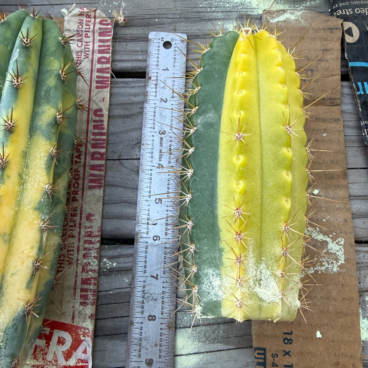 Columnar Cactus Hybrid - Variegated - (COLOSSUS x VRG)
