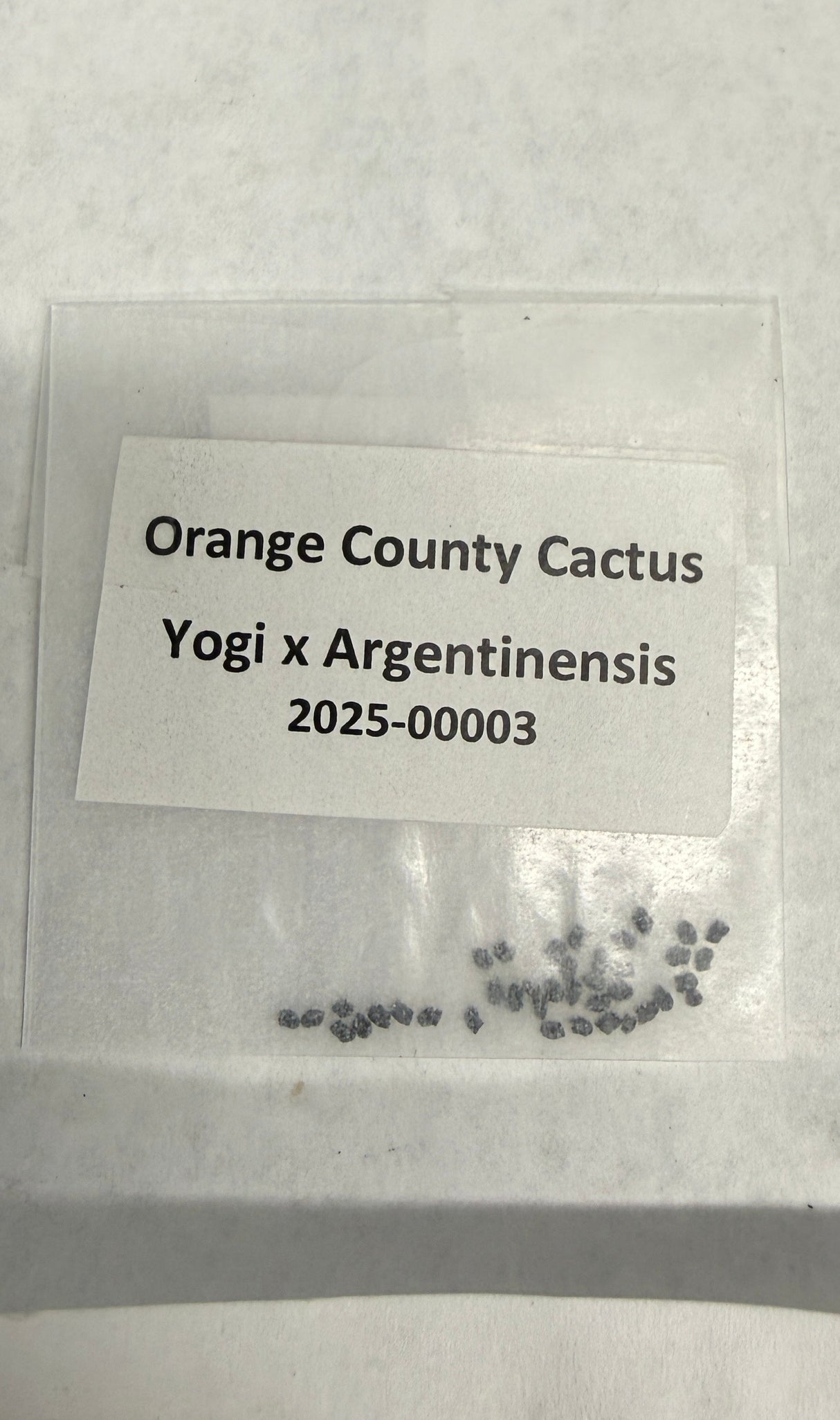 Orange County Cactus  0003 - Yogi x Argentinensis - Pachanoi x Argentinensis