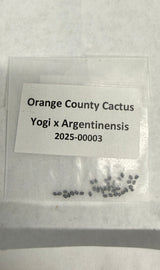 Orange County Cactus  0003 - Yogi x Argentinensis - Pachanoi x Argentinensis