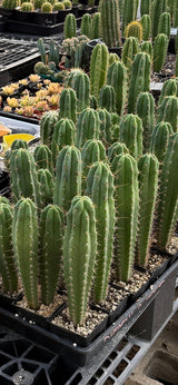 Columnar Cactus Hybrid - (KIMNACH x SS02)