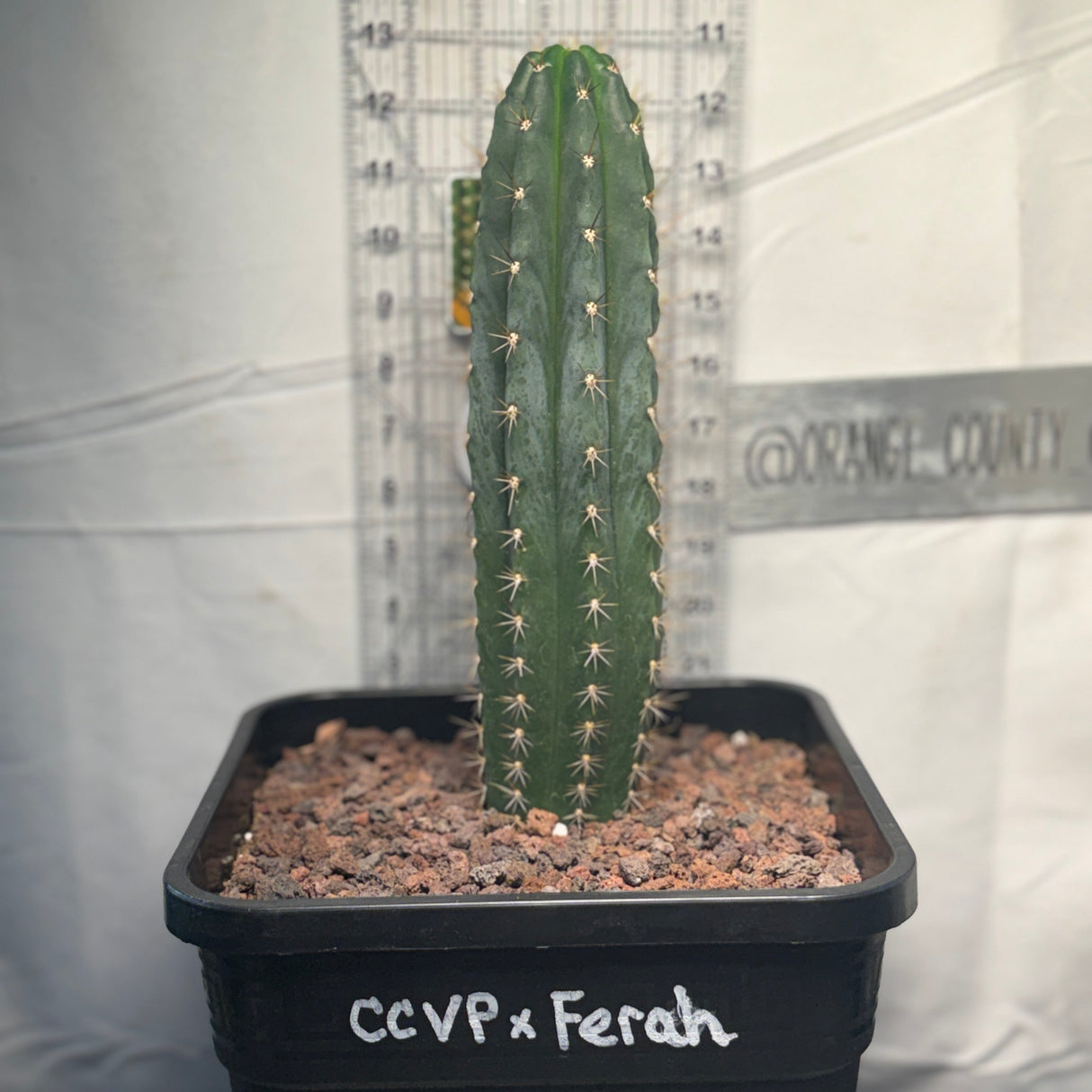 Columnar Cactus Hybrid - (CCVP x Ferah)
