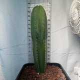 ALTHEA x FERAH - Columnar Cactus Hybrid