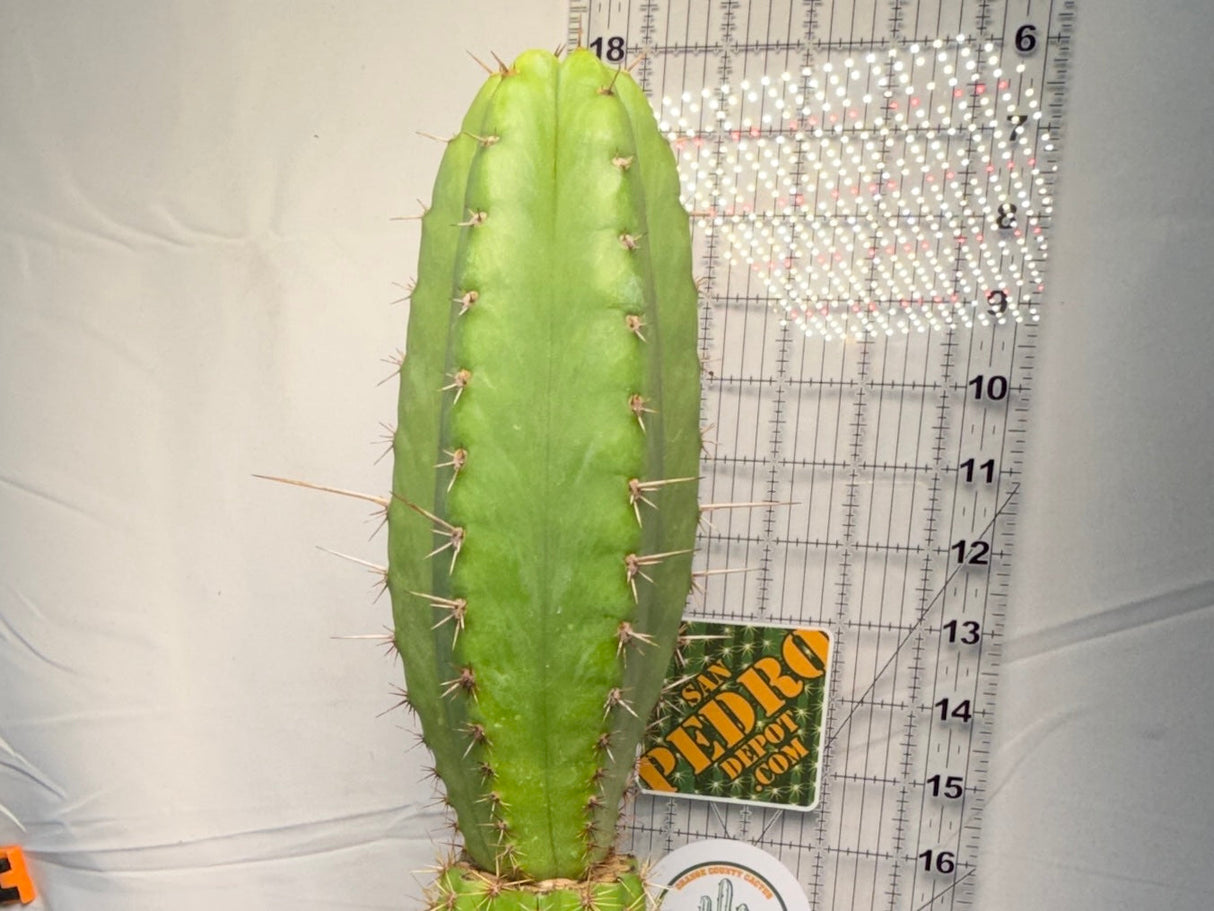 SS02 x Ogun - Columnar Cactus Hybrid