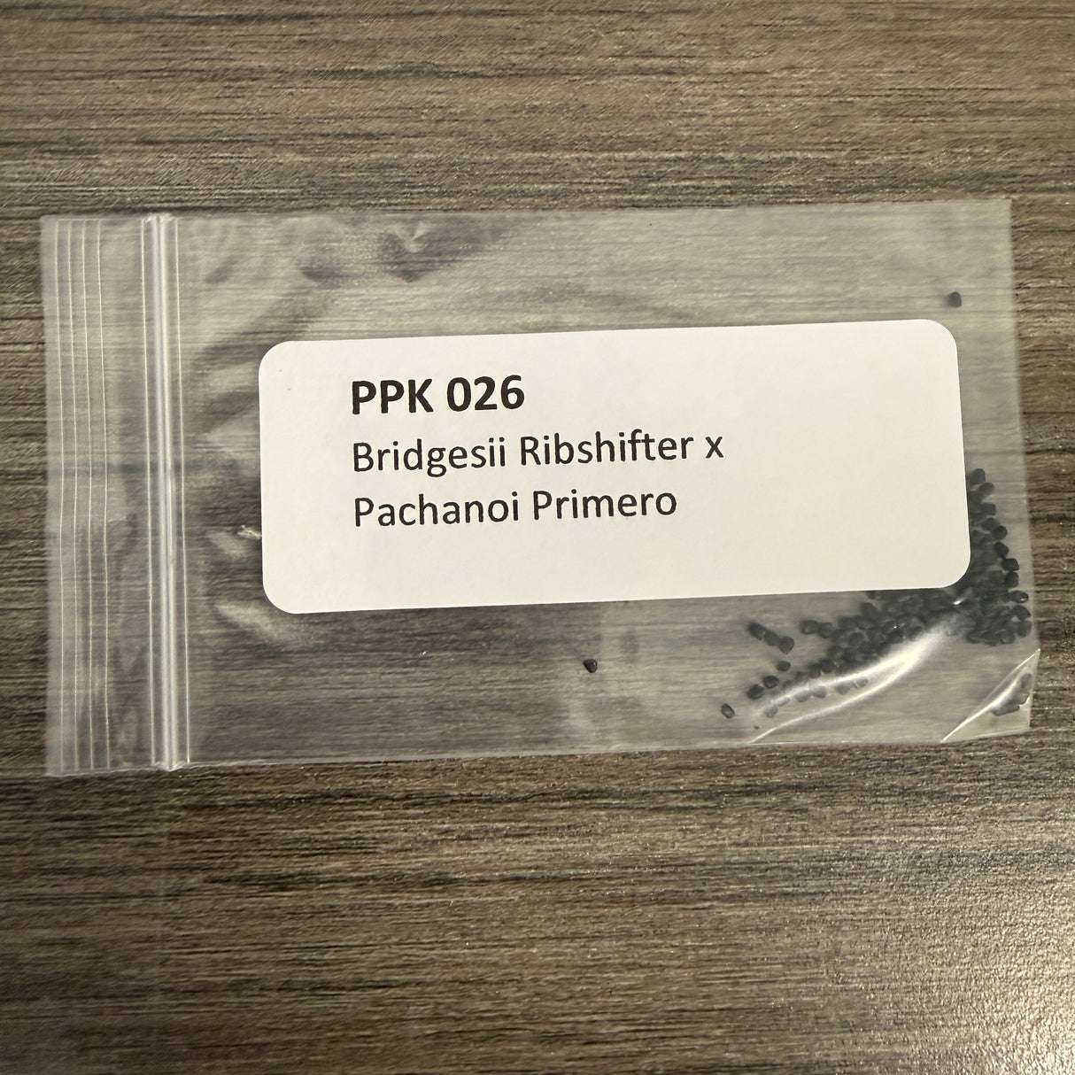 PPK 026 - Bridgesii Ribshifter x Pachanoi Primero