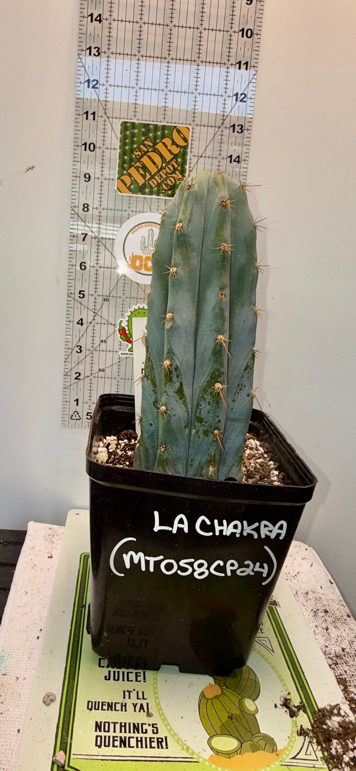 Columnar Cactus Clone - LA-CHAKRA