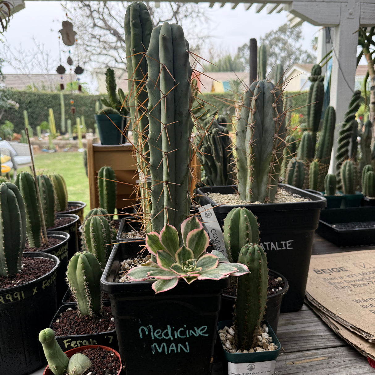Columnar Cactus Clone - (Medicine Man)