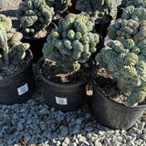 Myrtillocactus Geometrizans Monstros