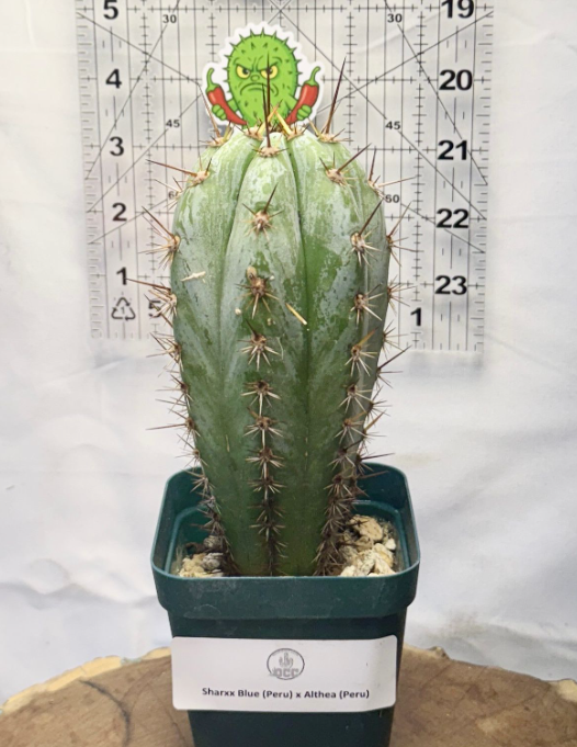 Columnar Cactus Hybrid - (SHARXX BLUE x ALTHEA)