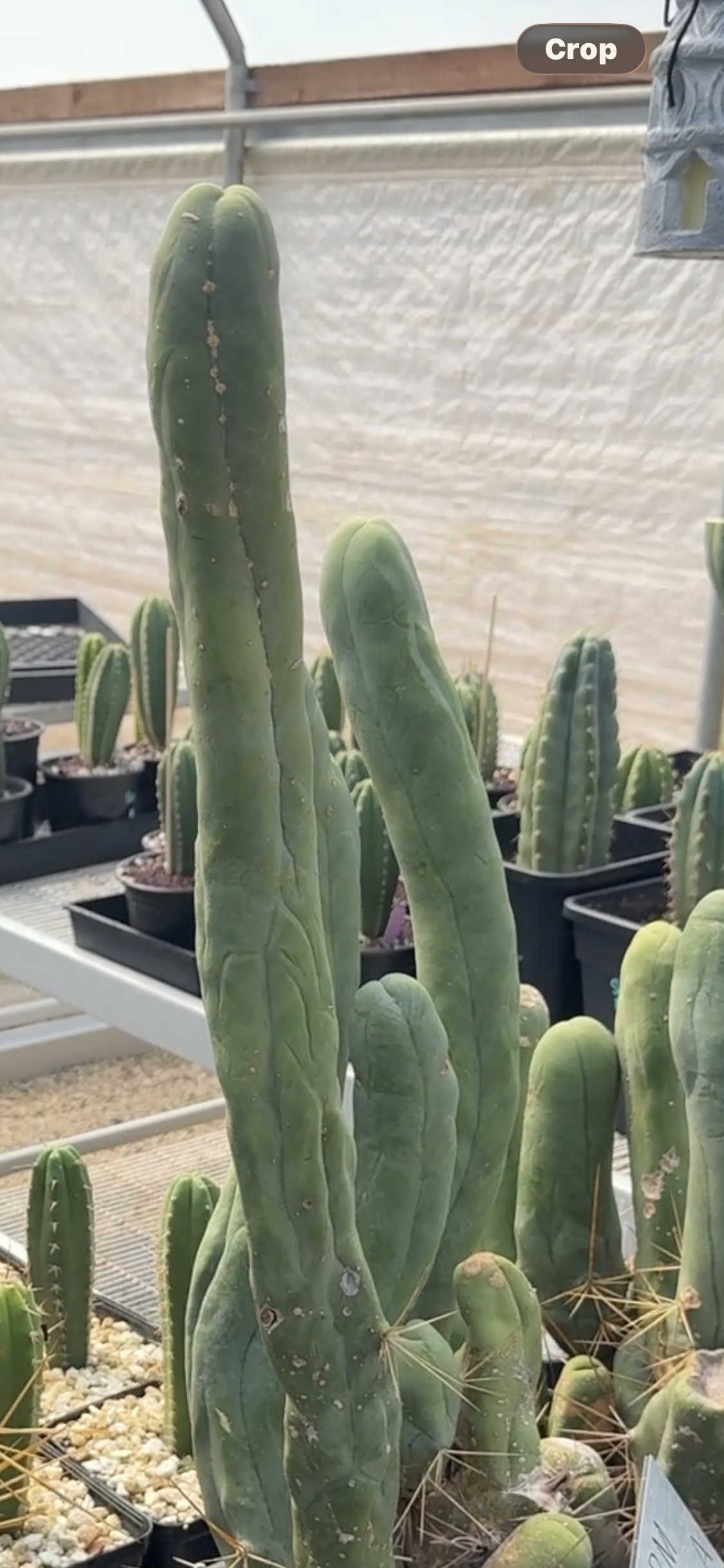 Columnar Cactus Clone - (TBM CLONE A - Long Form)