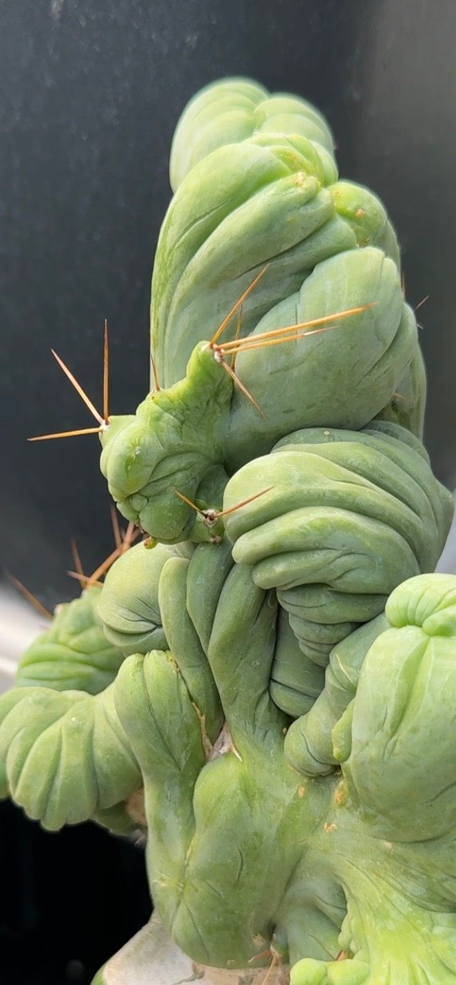 Columnar Cactus Clone - (TBM C)