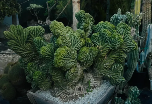 Cactus Clone -  Monstrose & Crested - (TPM)