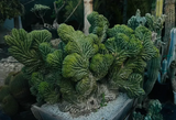Cactus Clone -  Monstrose & Crested - (TPM)