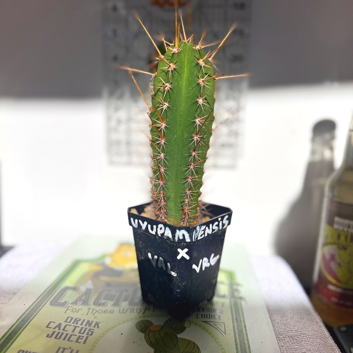 Columnar Cactus Hybrid - (UYUPAMPENSIS x VAL VRG)