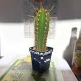 Columnar Cactus Hybrid - (UYUPAMPENSIS x VAL VRG)