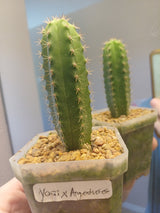 Orange County Cactus  0003 - Yogi x Argentinensis - Pachanoi x Argentinensis