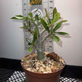 Adenium Obesum