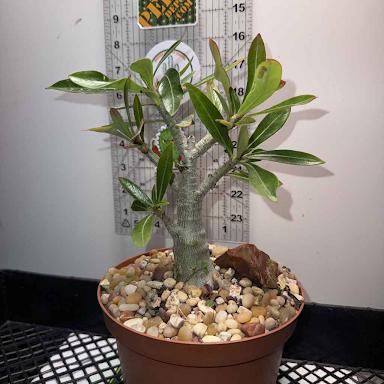Adenium Obesum